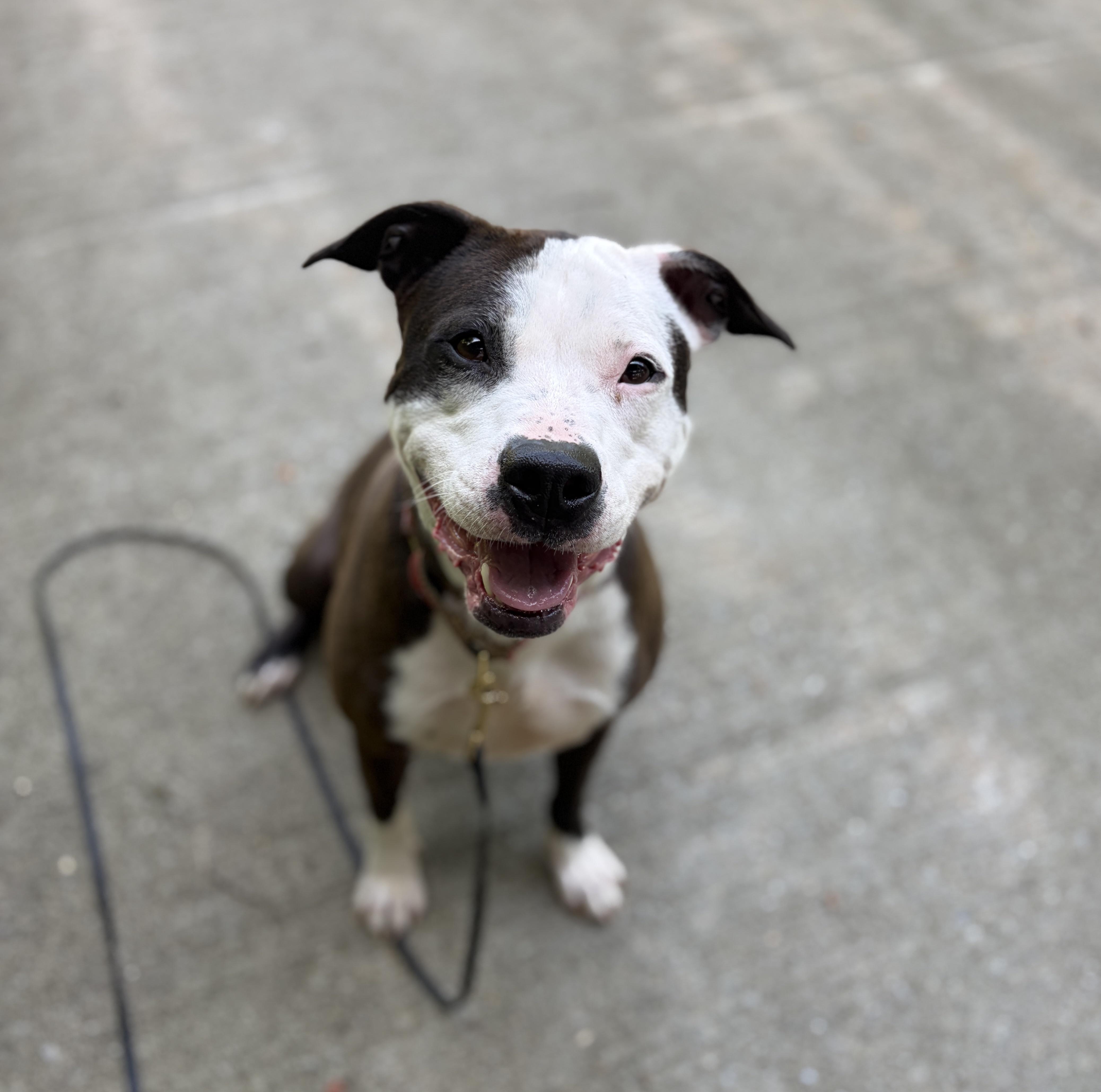 Enlarge Violet: Adopt or Forever Foster, a Adoptable mixed breed in Rochester, NY image 5/6