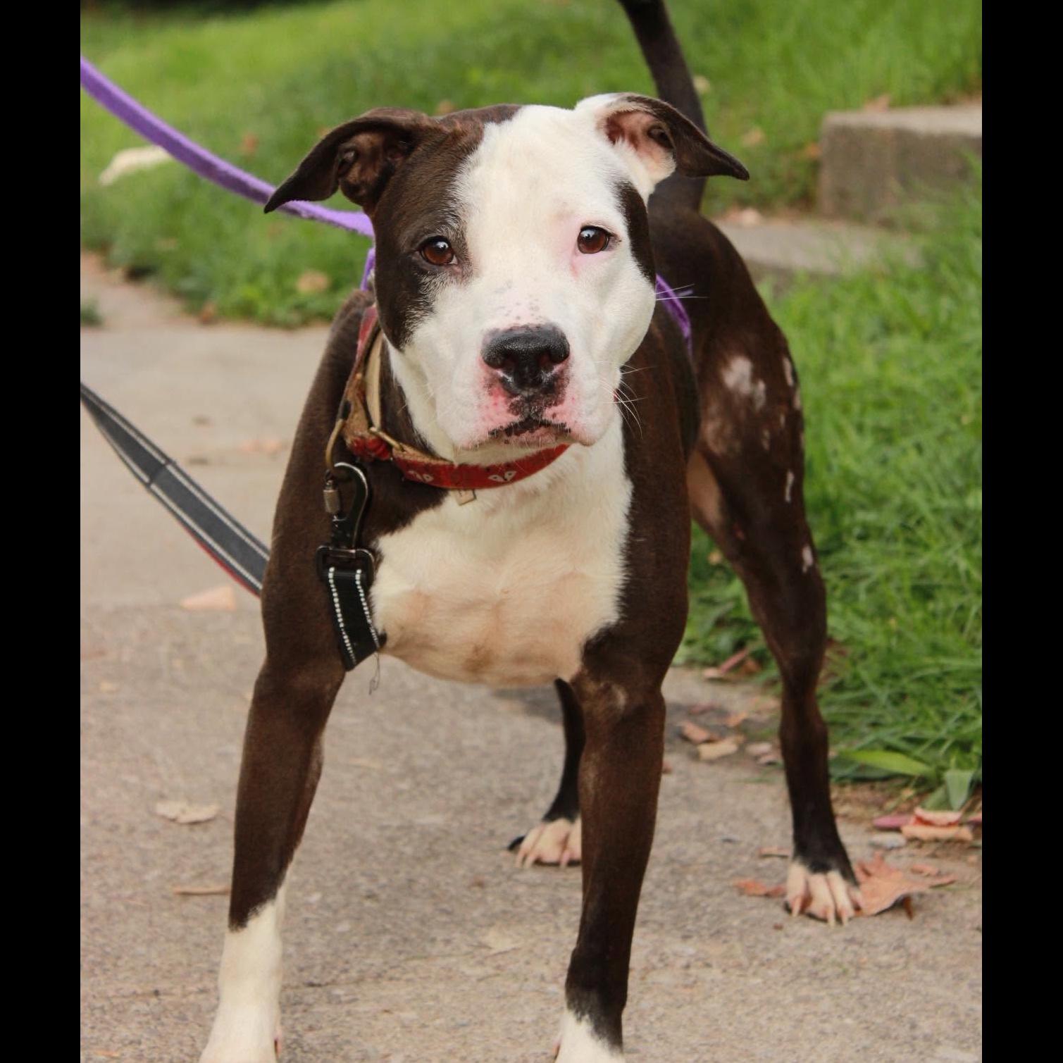 Enlarge Violet: Adopt or Forever Foster, a Adoptable mixed breed in Rochester, NY image 6/6