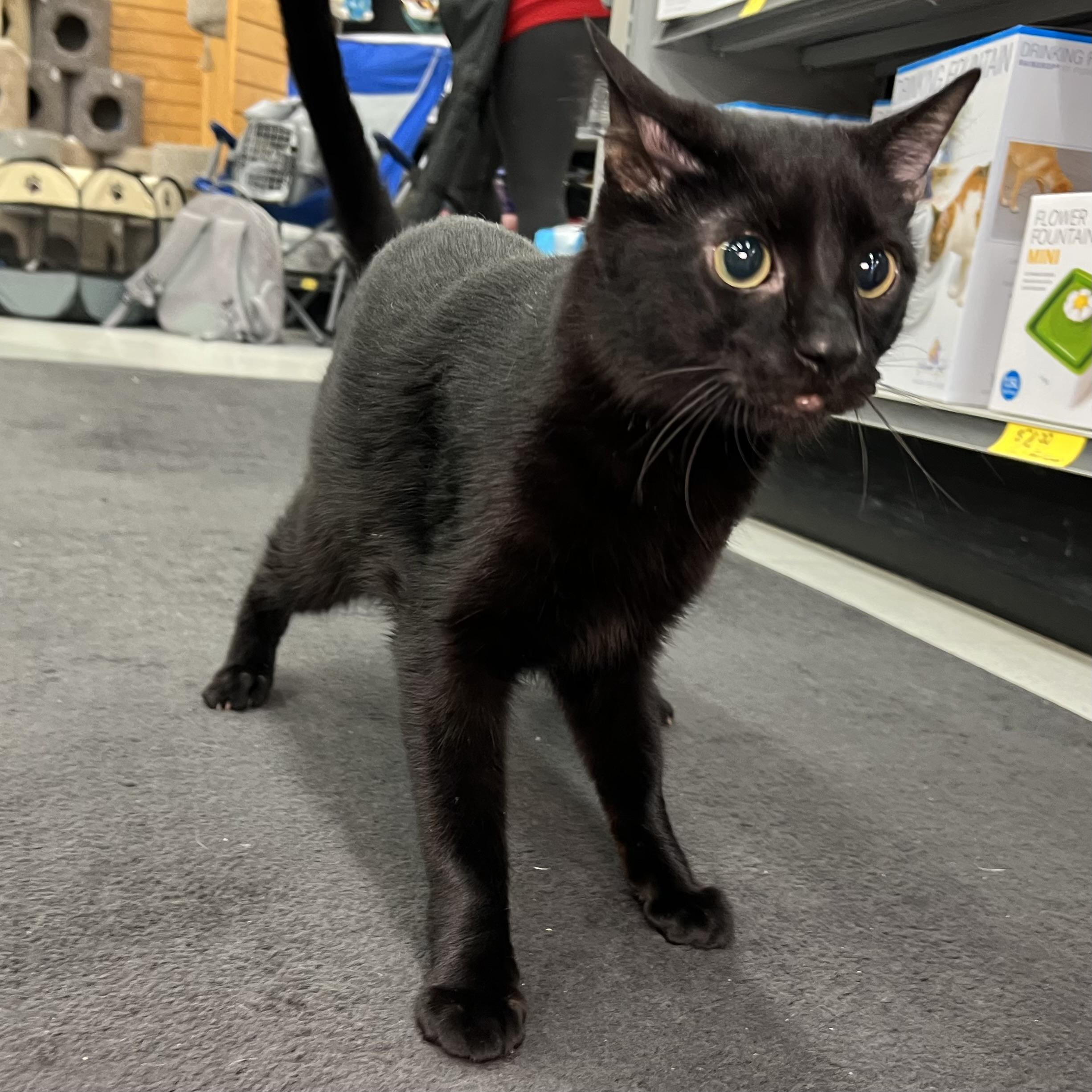 Quake (cerebellar hypoplasia)