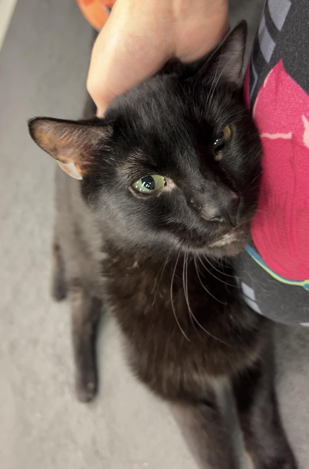 Quake (cerebellar hypoplasia)