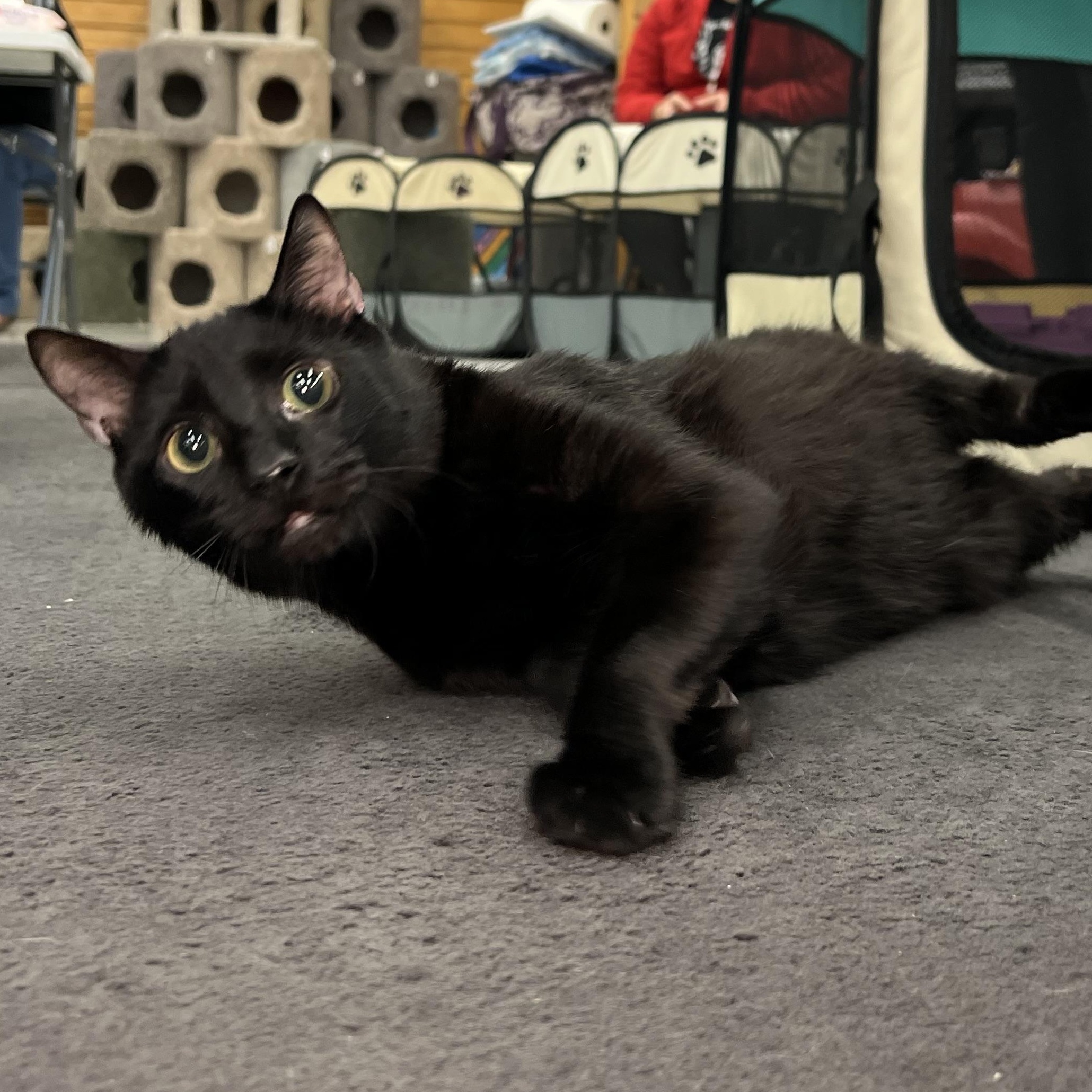 Quake (cerebellar hypoplasia)