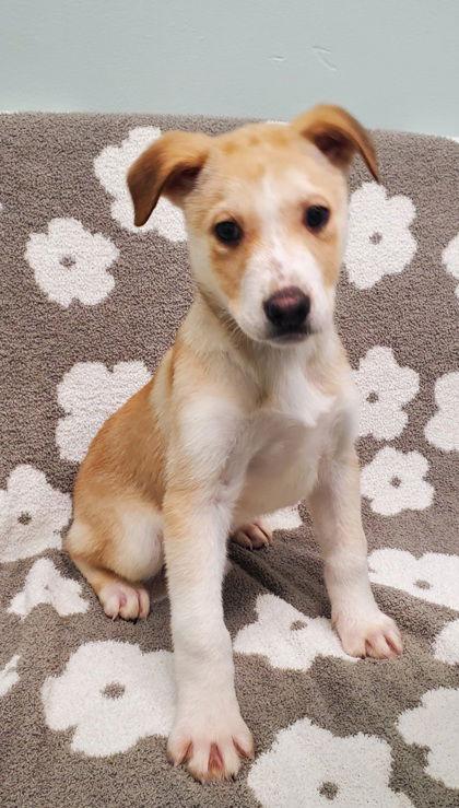 Cedar (6901), Adopted, Puppy Male Labrador Retriever & Shepherd.