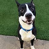 Falcon — thumbnail 2