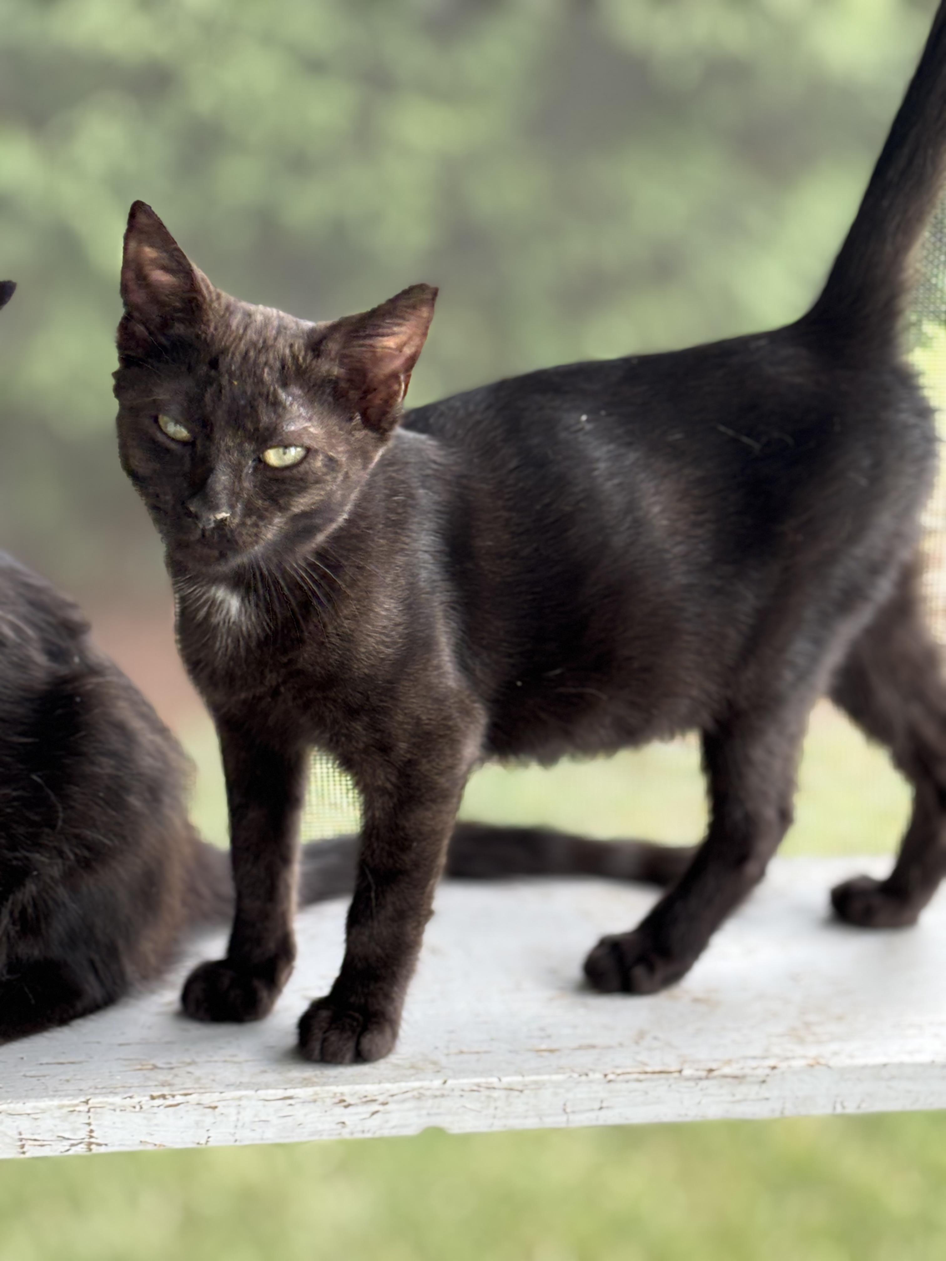 Enlarge Jemma, a Adoptable Domestic Short Hair in Hemingway, SC image 1/1