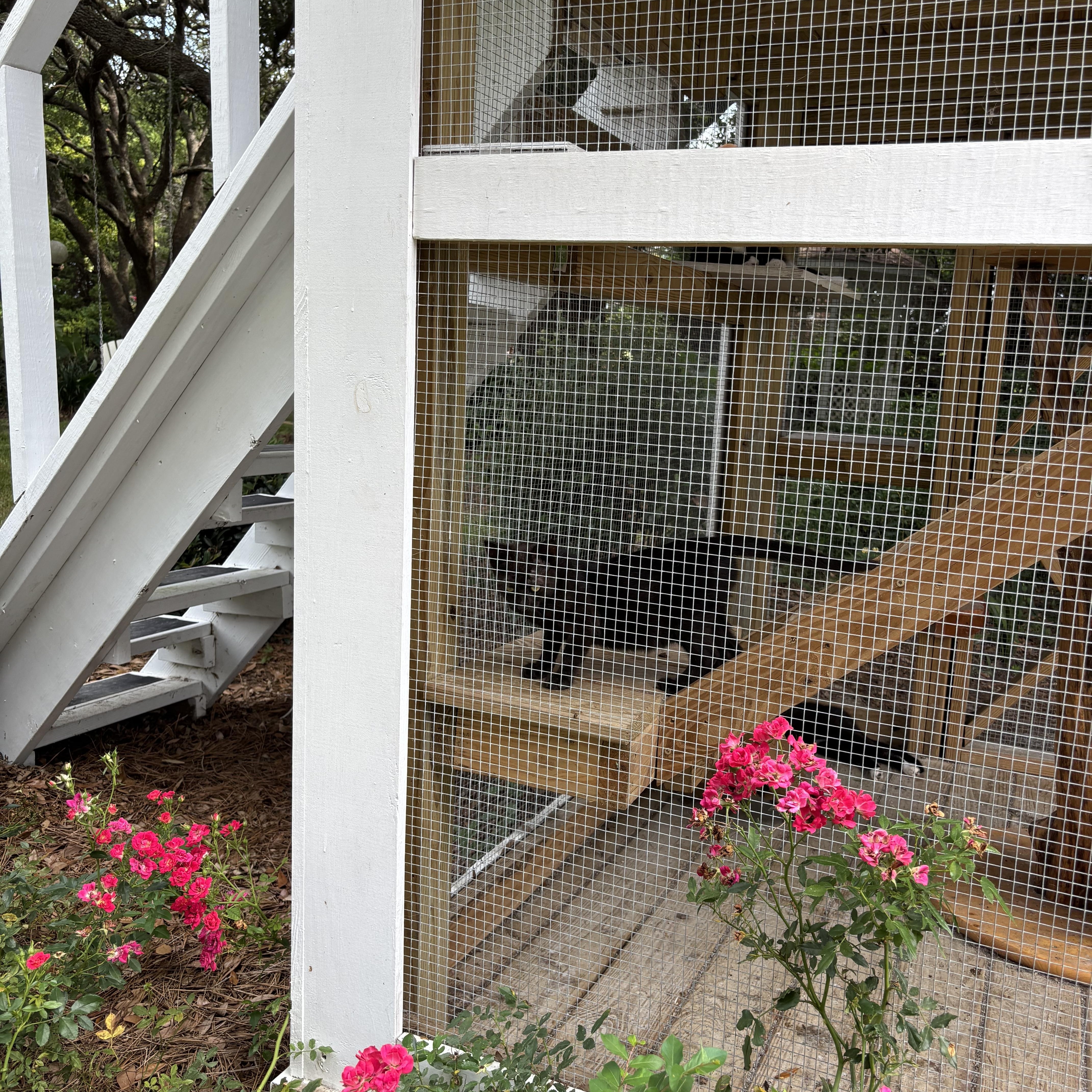 Enlarge Jemma, an adoptable Domestic Short Hair in Hemingway, SC image 2/2