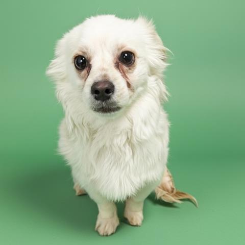 TRISCUIT, Adoptable, Puppy Male Chihuahua.