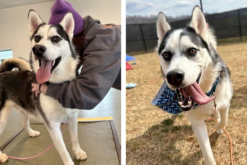 Enlarge Jay, a Adoptable Husky in Weaverville, NC image 2/3