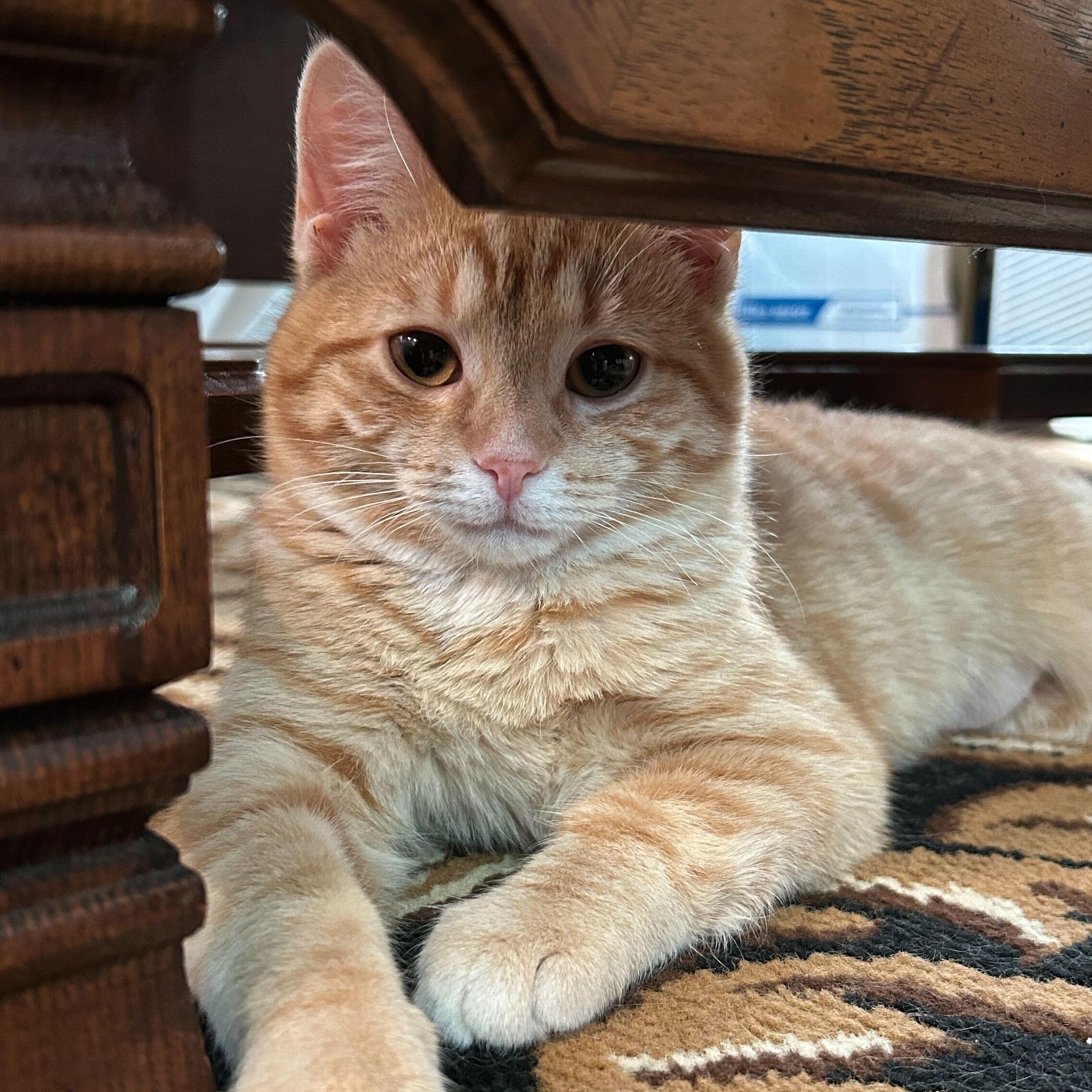 Cayenne and Horseradish, a ADOPTABLE Domestic Short Hair in Evanston, IL image 2/6