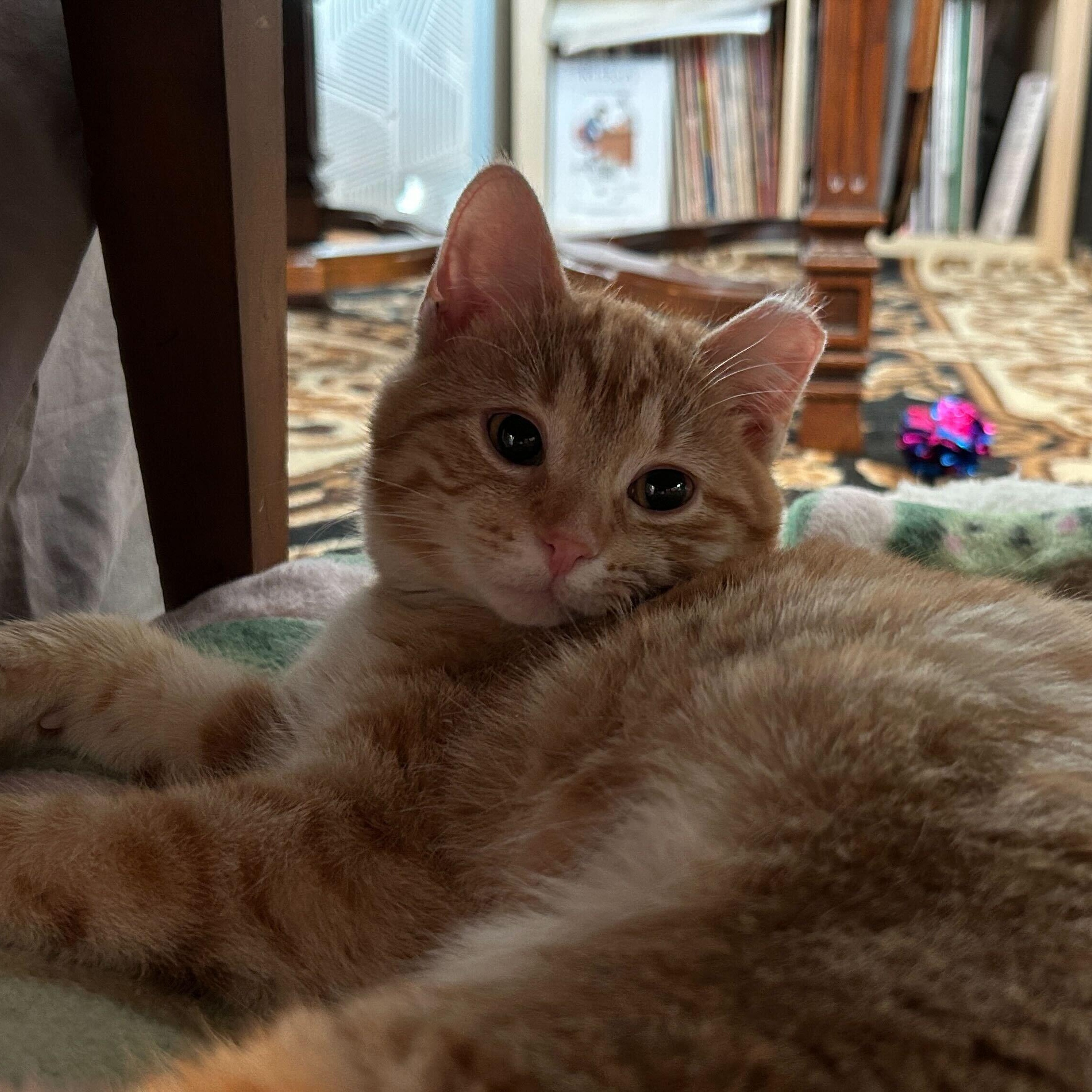 Cayenne and Horseradish, a ADOPTABLE Domestic Short Hair in Evanston, IL image 5/6