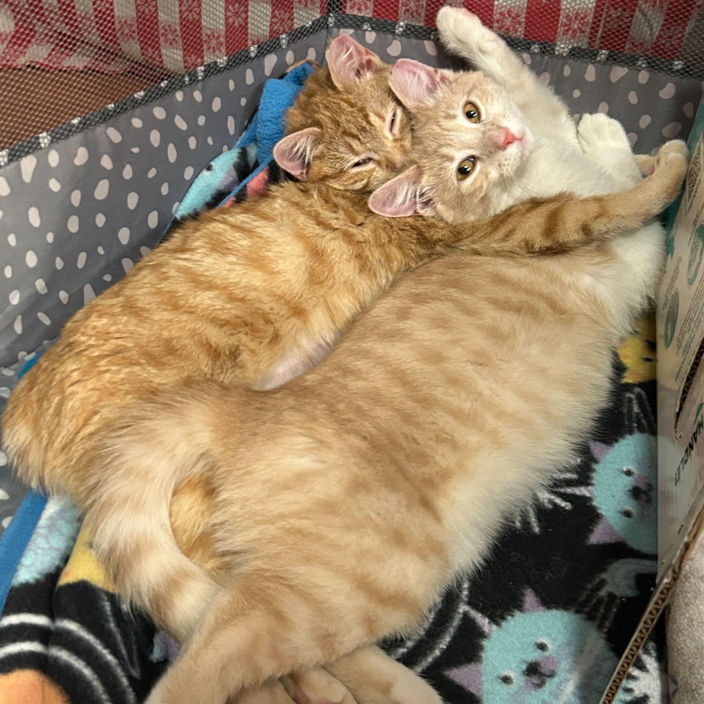 Cayenne and Horseradish, a ADOPTABLE Domestic Short Hair in Evanston, IL image 6/6