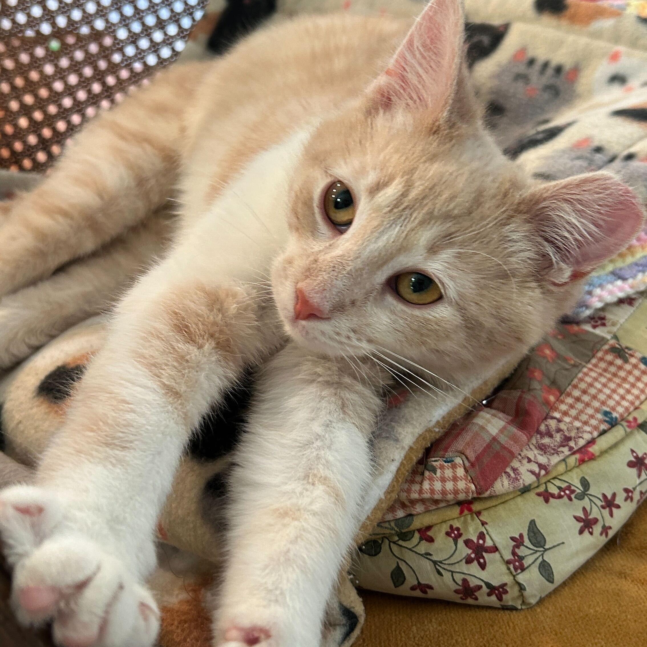 Cayenne and Horseradish, a ADOPTABLE Domestic Short Hair in Evanston, IL image 3/6