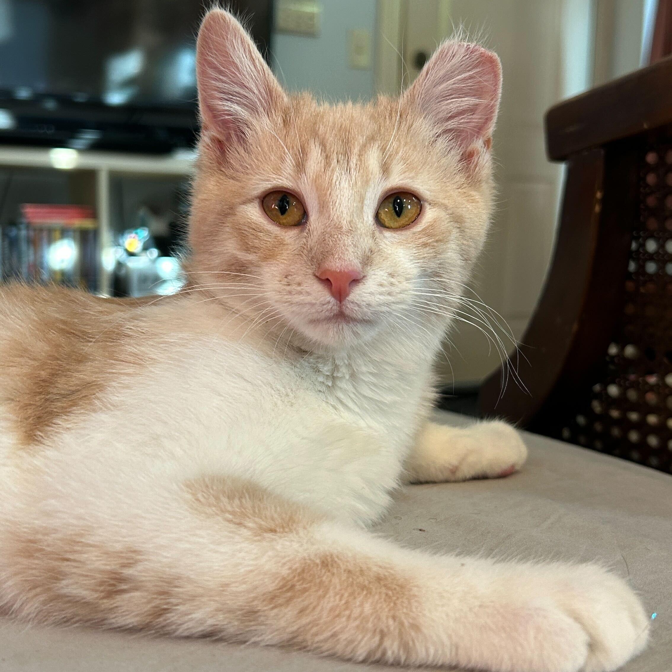 Cayenne and Horseradish, a ADOPTABLE Domestic Short Hair in Evanston, IL image 4/6