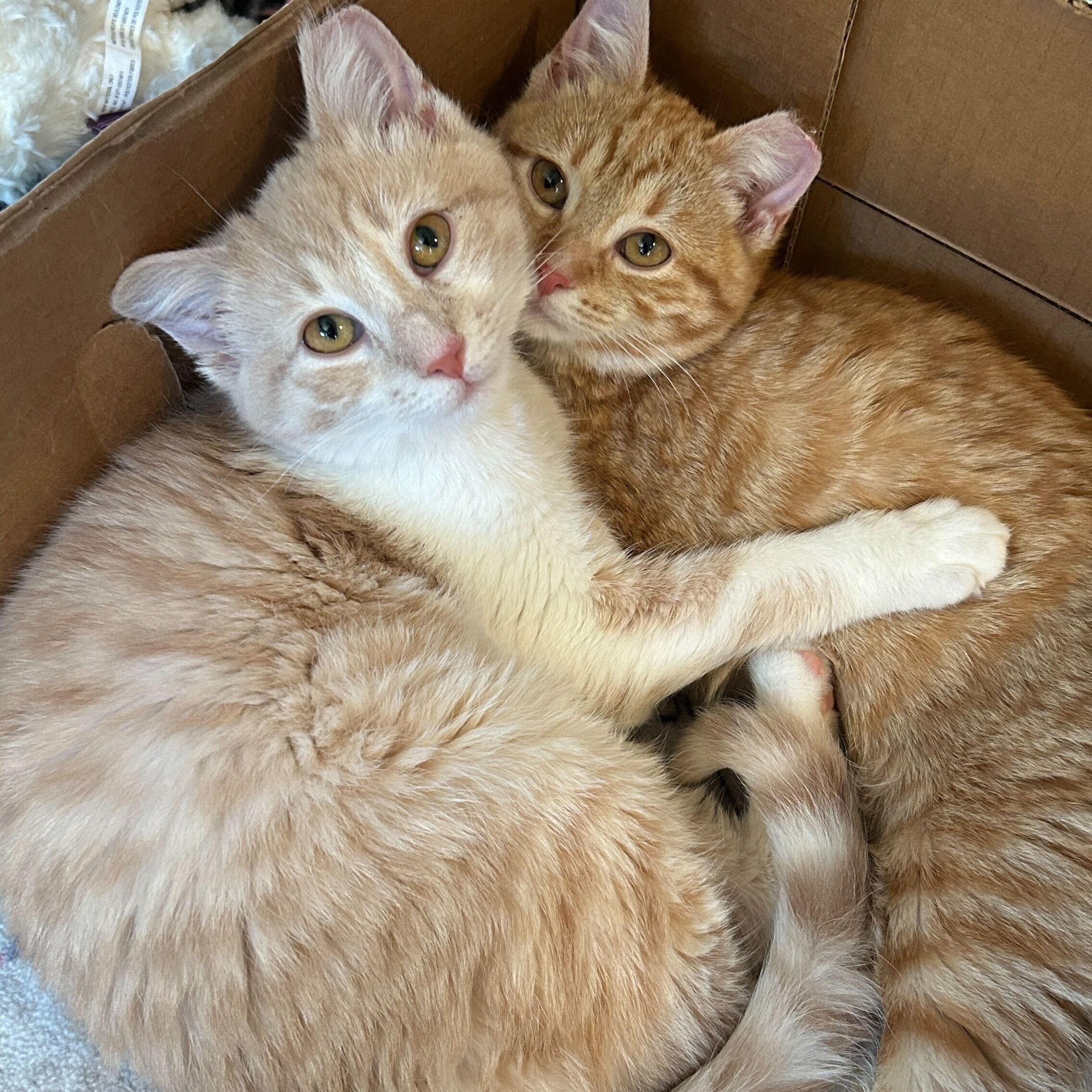 Cayenne and Horseradish, a ADOPTABLE Domestic Short Hair in Evanston, IL image 1/6