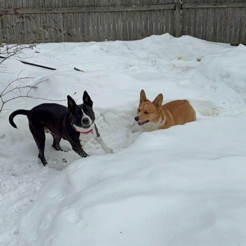 Bessie, a ADOPTABLE Mixed Breed in New Bedford, MA image 4/5