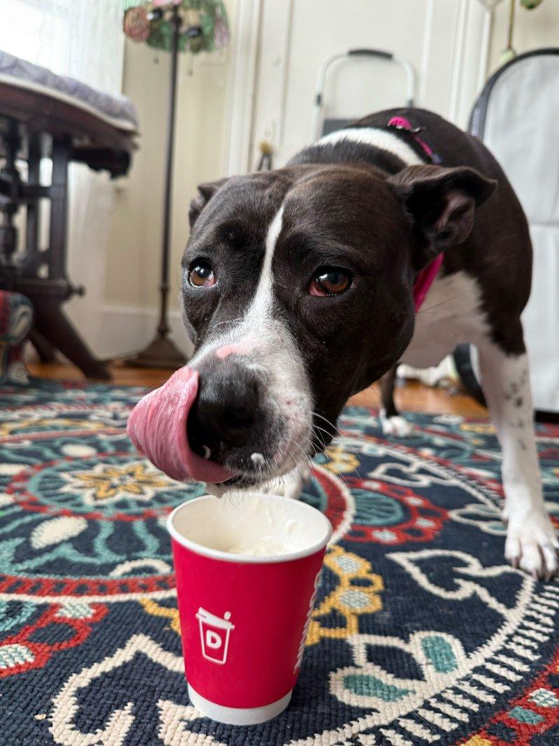 Bessie, a ADOPTABLE Mixed Breed in New Bedford, MA image 2/5