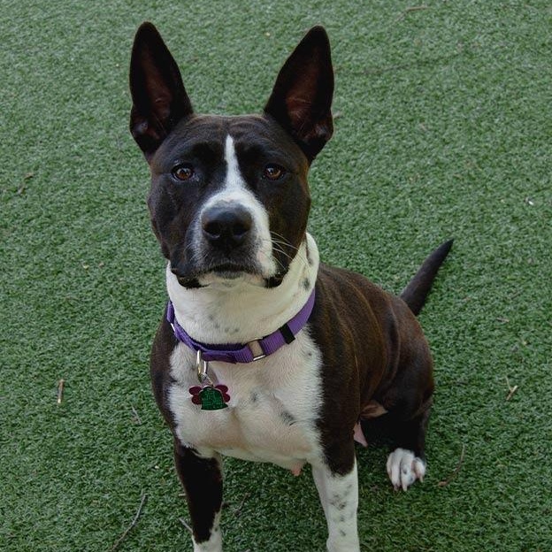 Bessie, a ADOPTABLE Mixed Breed in New Bedford, MA image 5/5