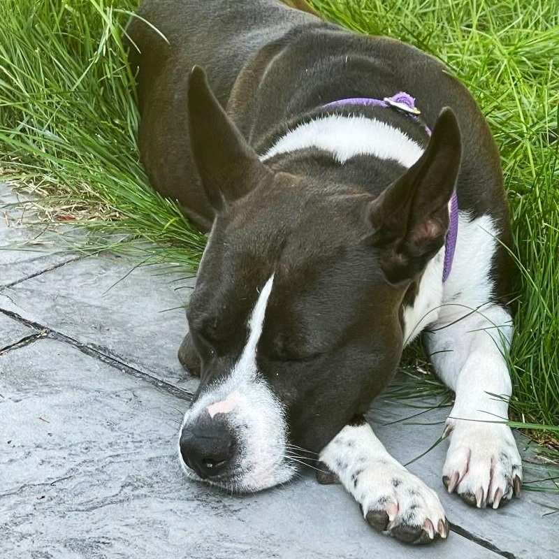 Bessie, a ADOPTABLE Mixed Breed in New Bedford, MA image 3/5