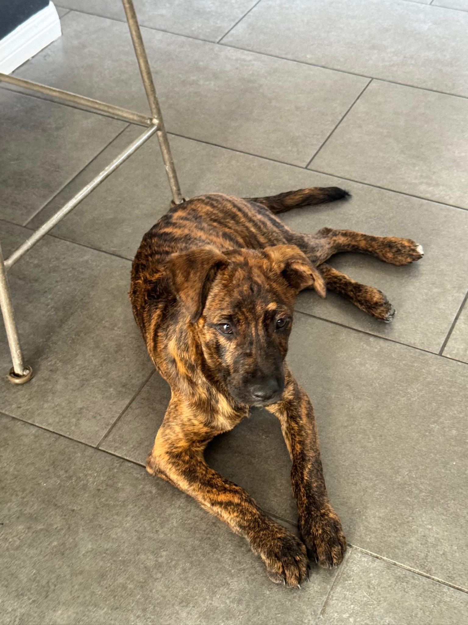 Enlarge Chip, an adopted mixed breed in Temecula, CA image 1/6