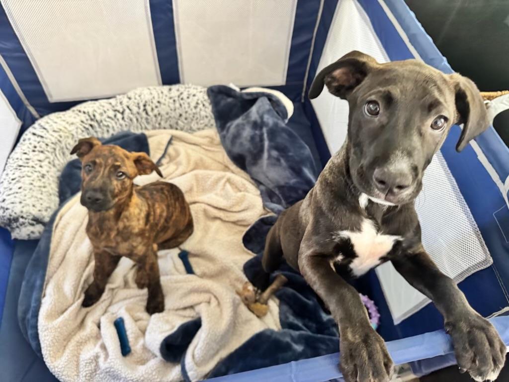 Enlarge Chip, an adopted mixed breed in Temecula, CA image 5/6
