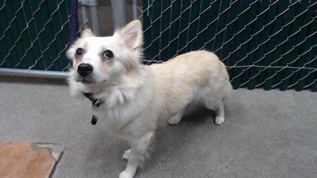 Enlarge COOKIE, a Adoptable mixed breed in Downey, CA image 1/1