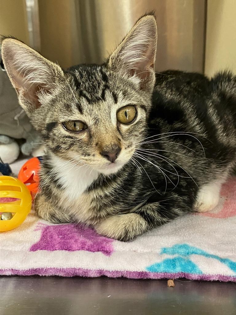 Lucky, Adoptable, Kitten Female Manx.
