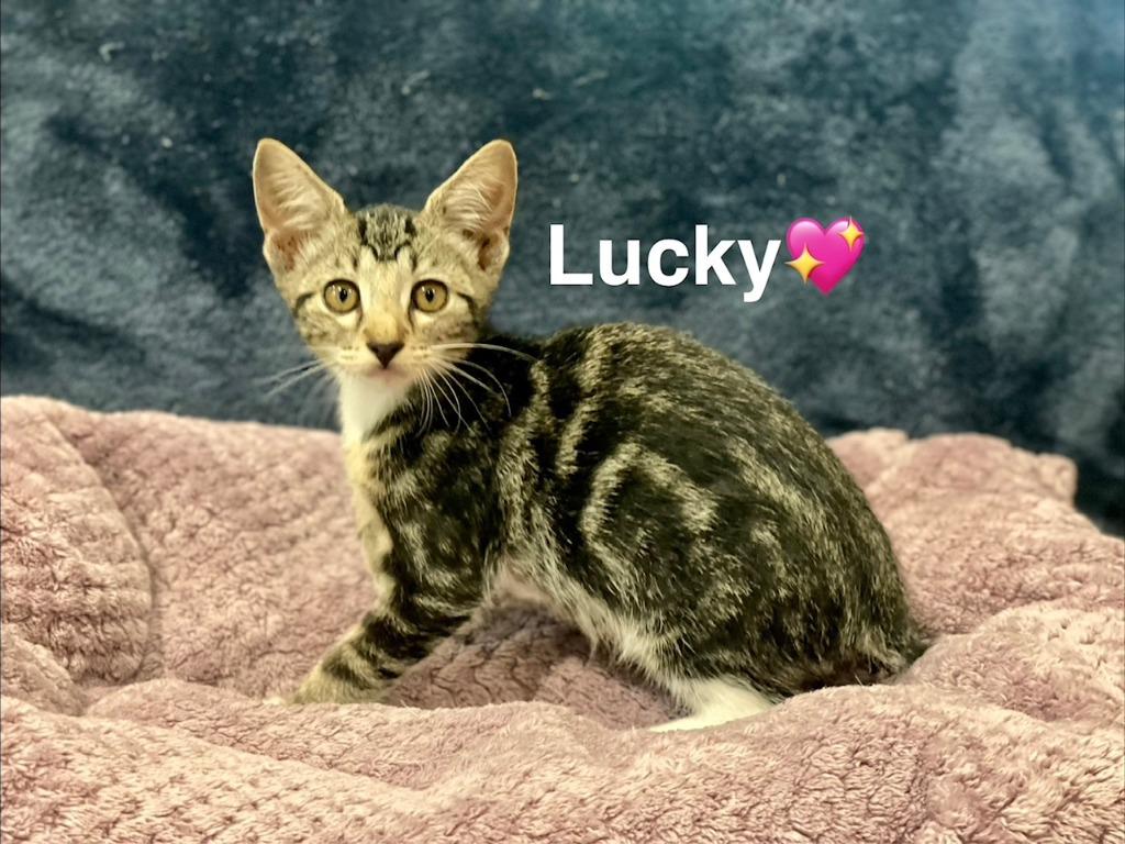 Enlarge Lucky, a Adoptable Manx in Lunenburg, MA image 2/3