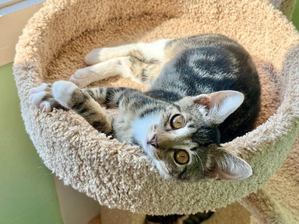 Enlarge Lucky, a Adoptable Manx in Lunenburg, MA image 3/3