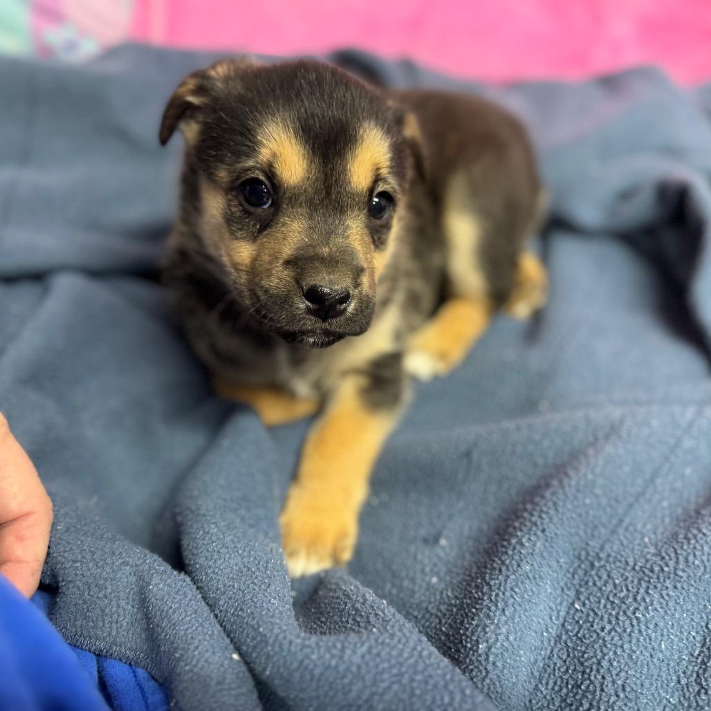 Enlarge Angela, a Adoptable mixed breed in Pinson, TN image 1/6