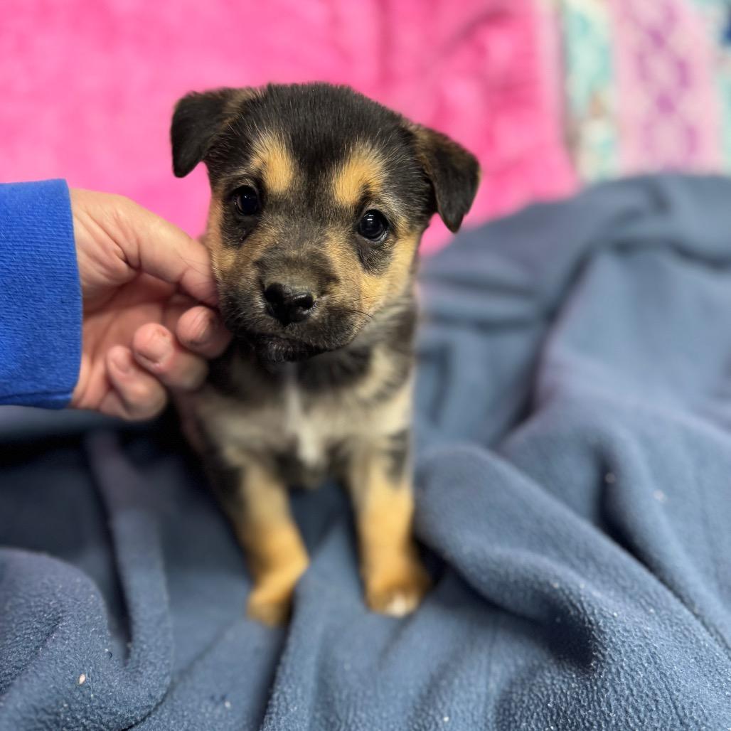 Enlarge Angela, a Adoptable mixed breed in Pinson, TN image 4/6