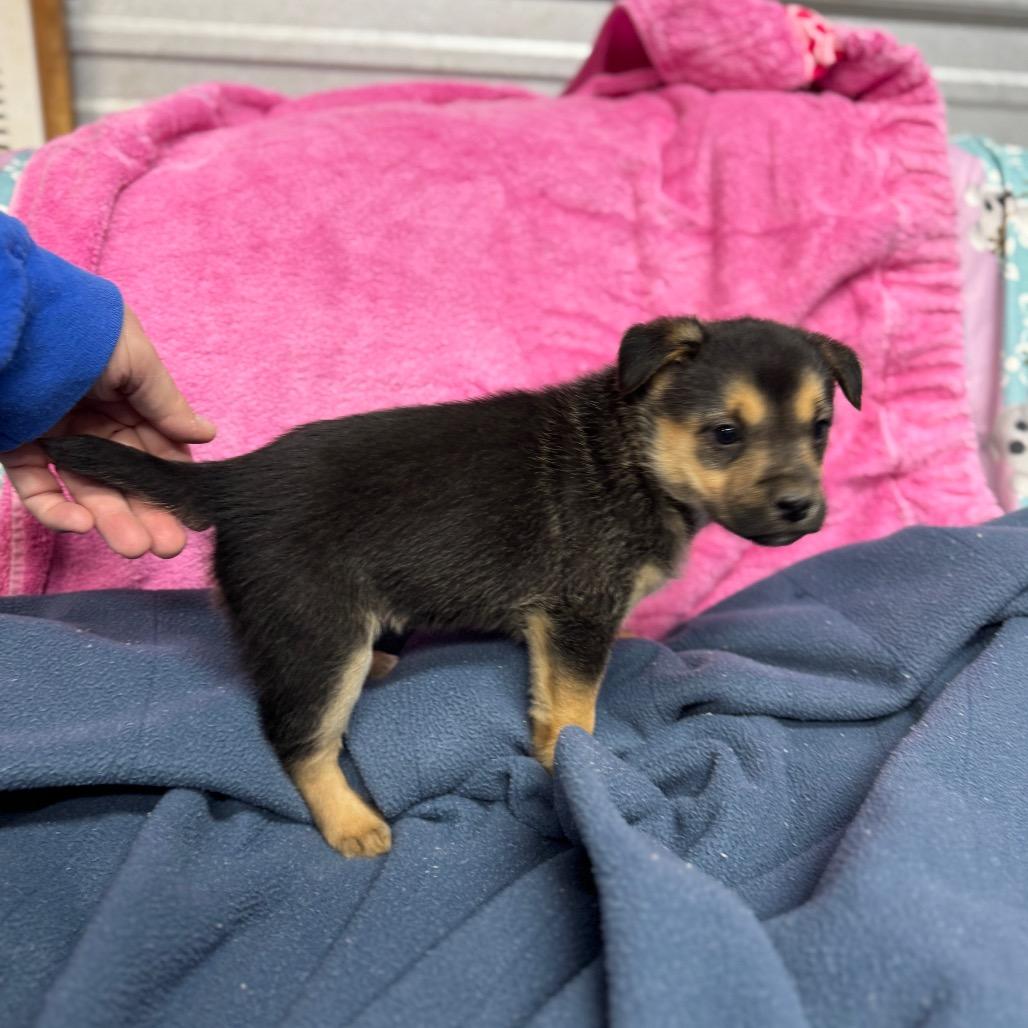 Enlarge Angela, a Adoptable mixed breed in Pinson, TN image 5/6