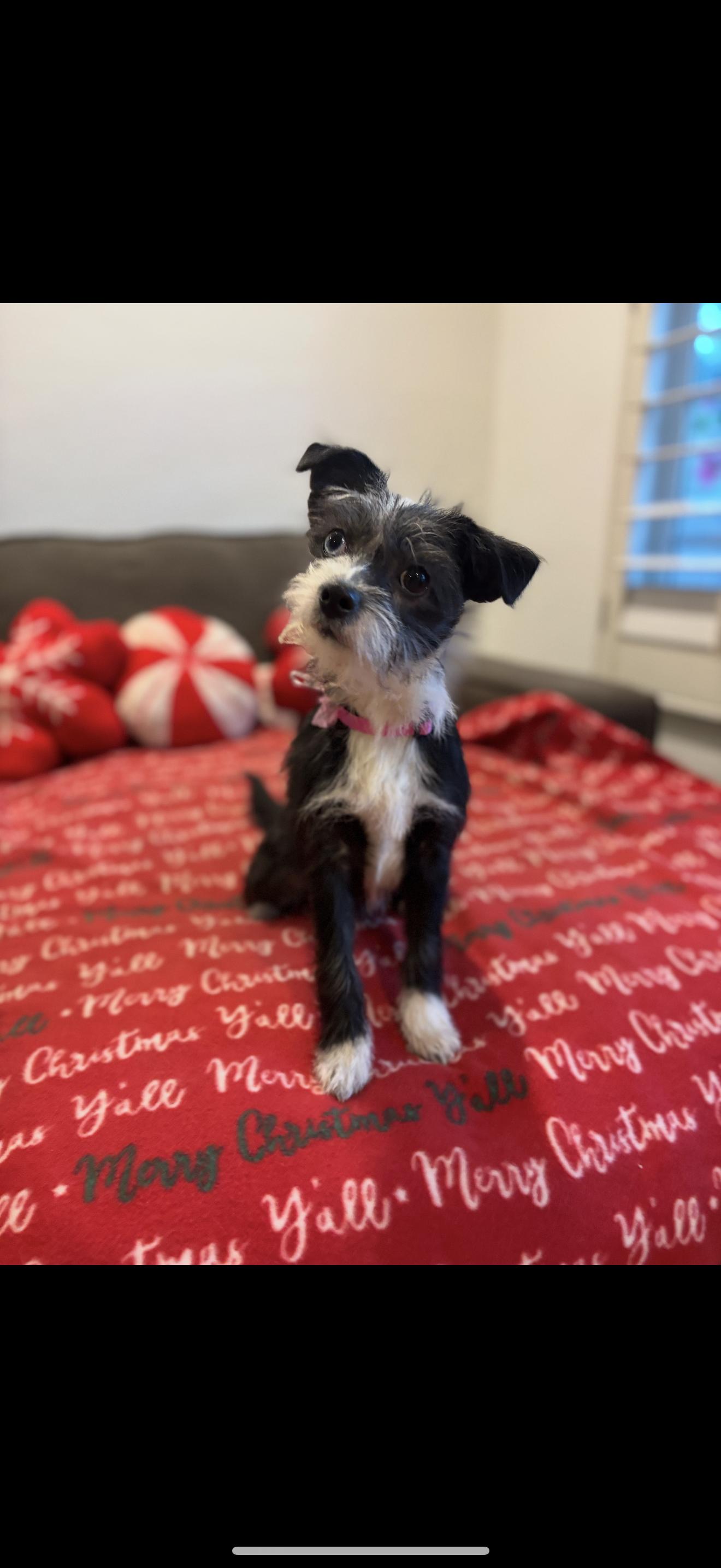 Enlarge Mimi - The Darling Baby, a Adoptable mixed breed in Rancho Cucamonga , CA image 3/5