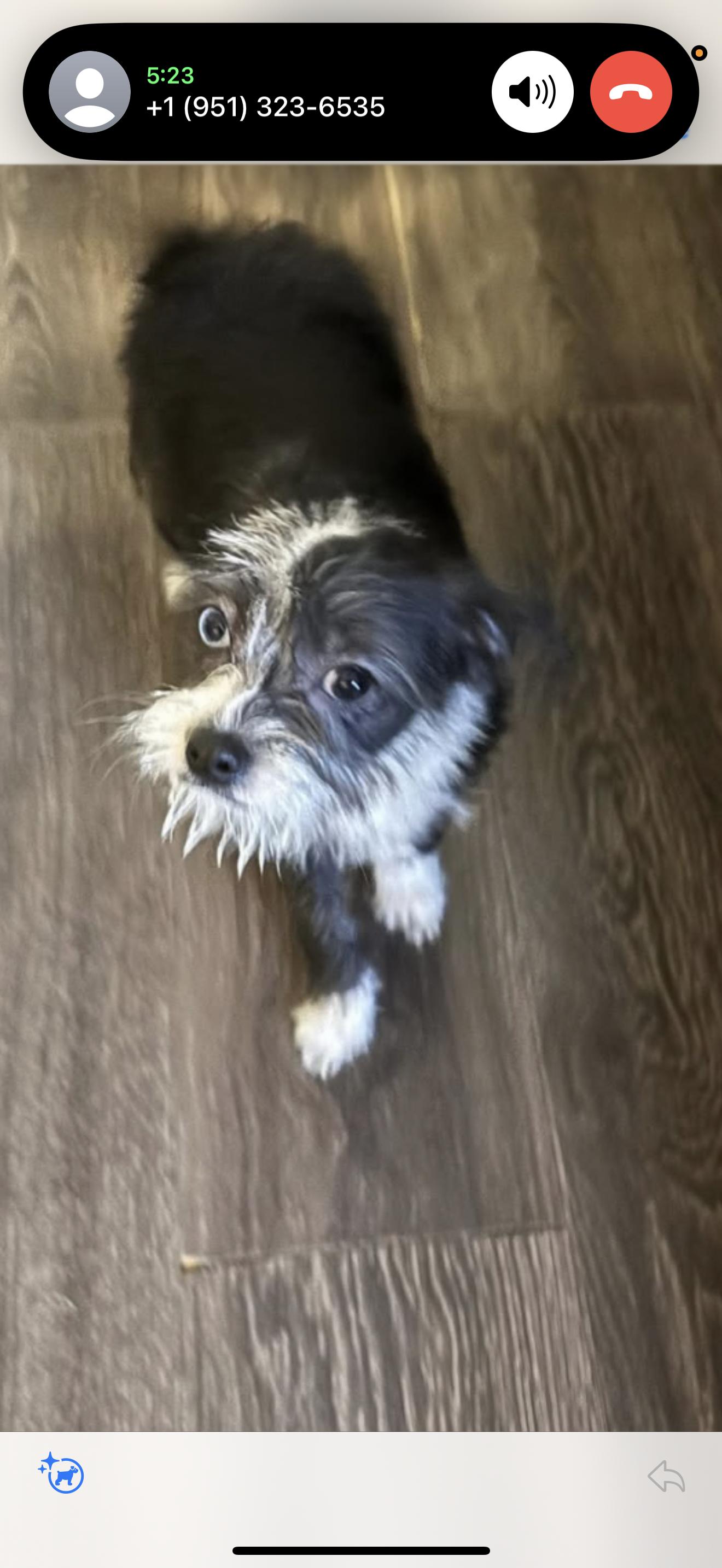 Mimi - The Darling Baby, a Adoptable mixed breed in Rancho Cucamonga , CA image 1/2