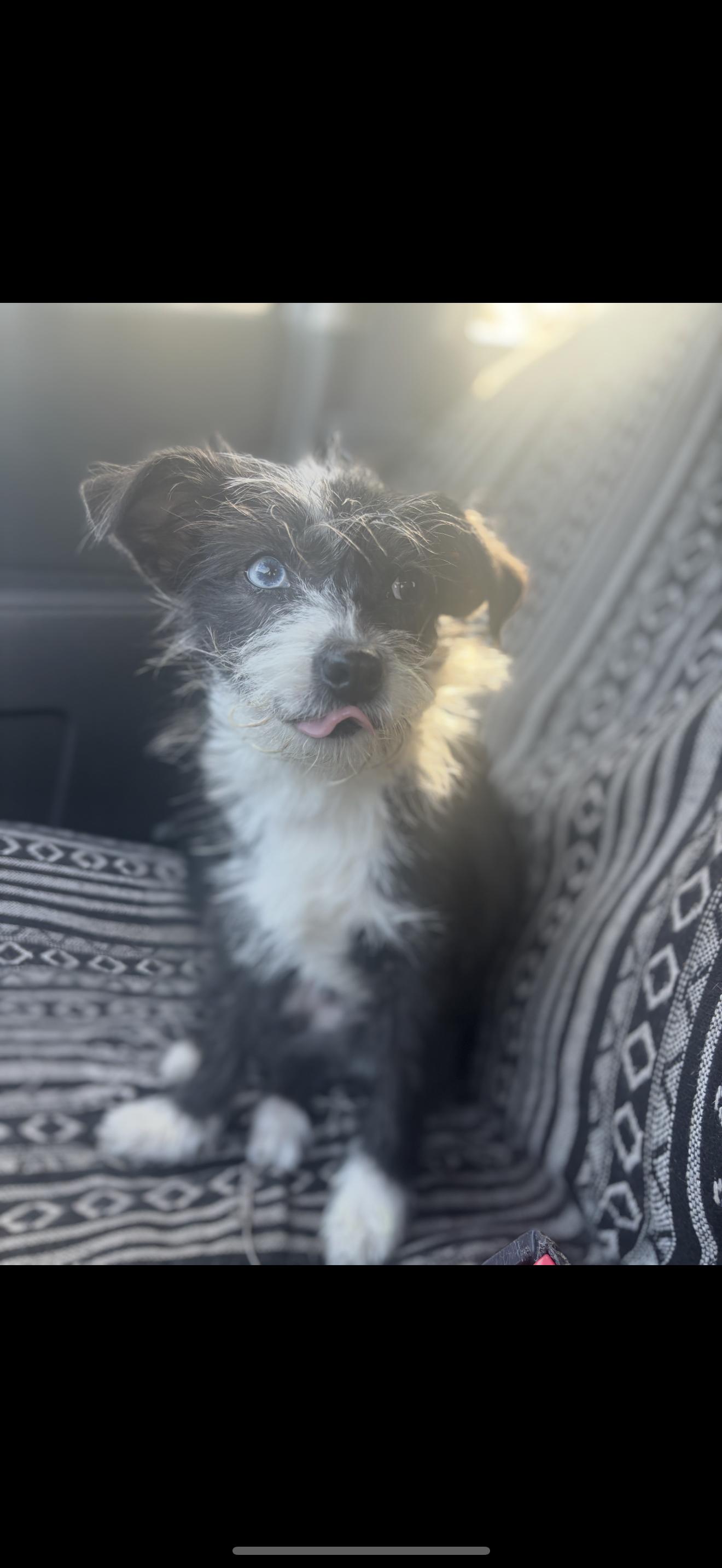 Enlarge Mimi - The Darling Baby, a Adoptable mixed breed in Rancho Cucamonga , CA image 5/5