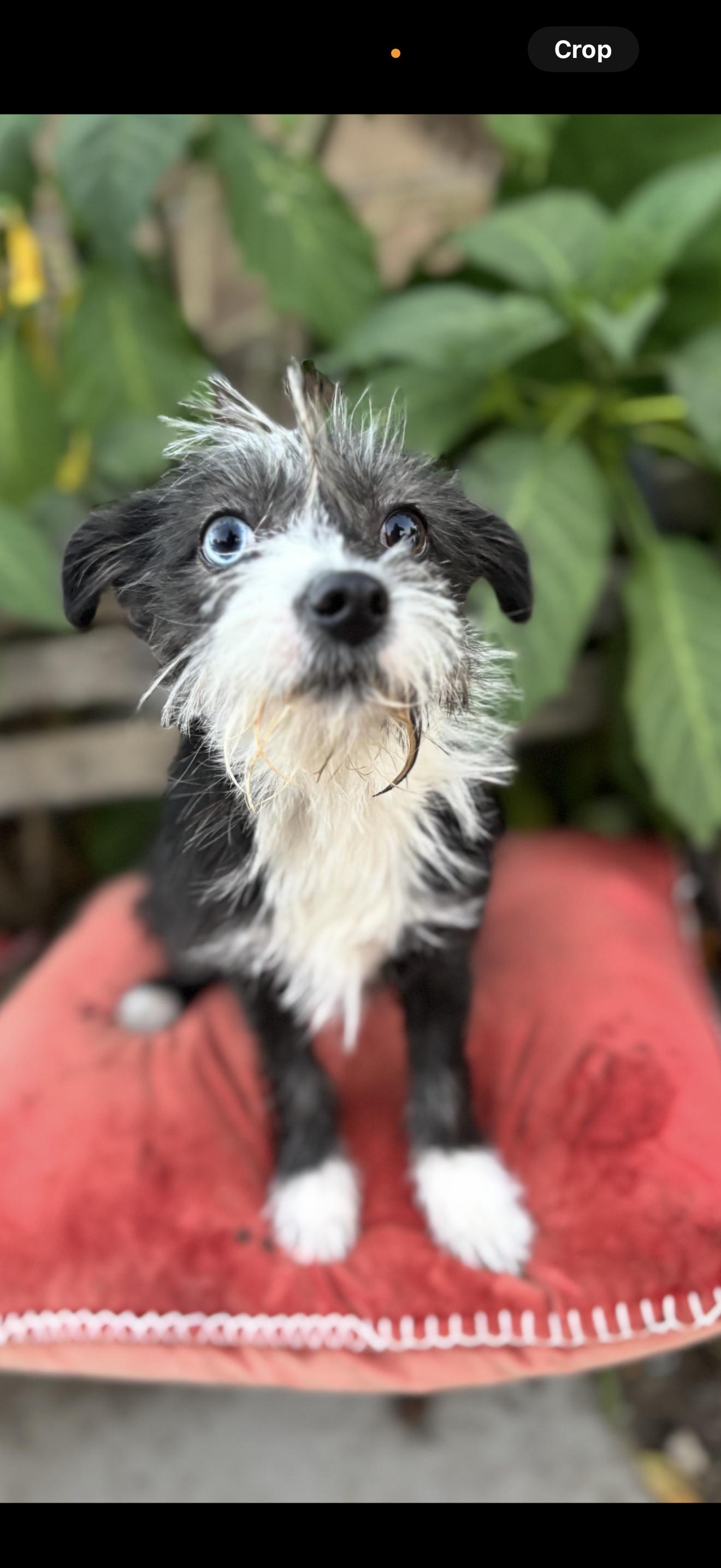 Mimi - The Darling Baby, a Adoptable mixed breed in Rancho Cucamonga , CA image 2/2