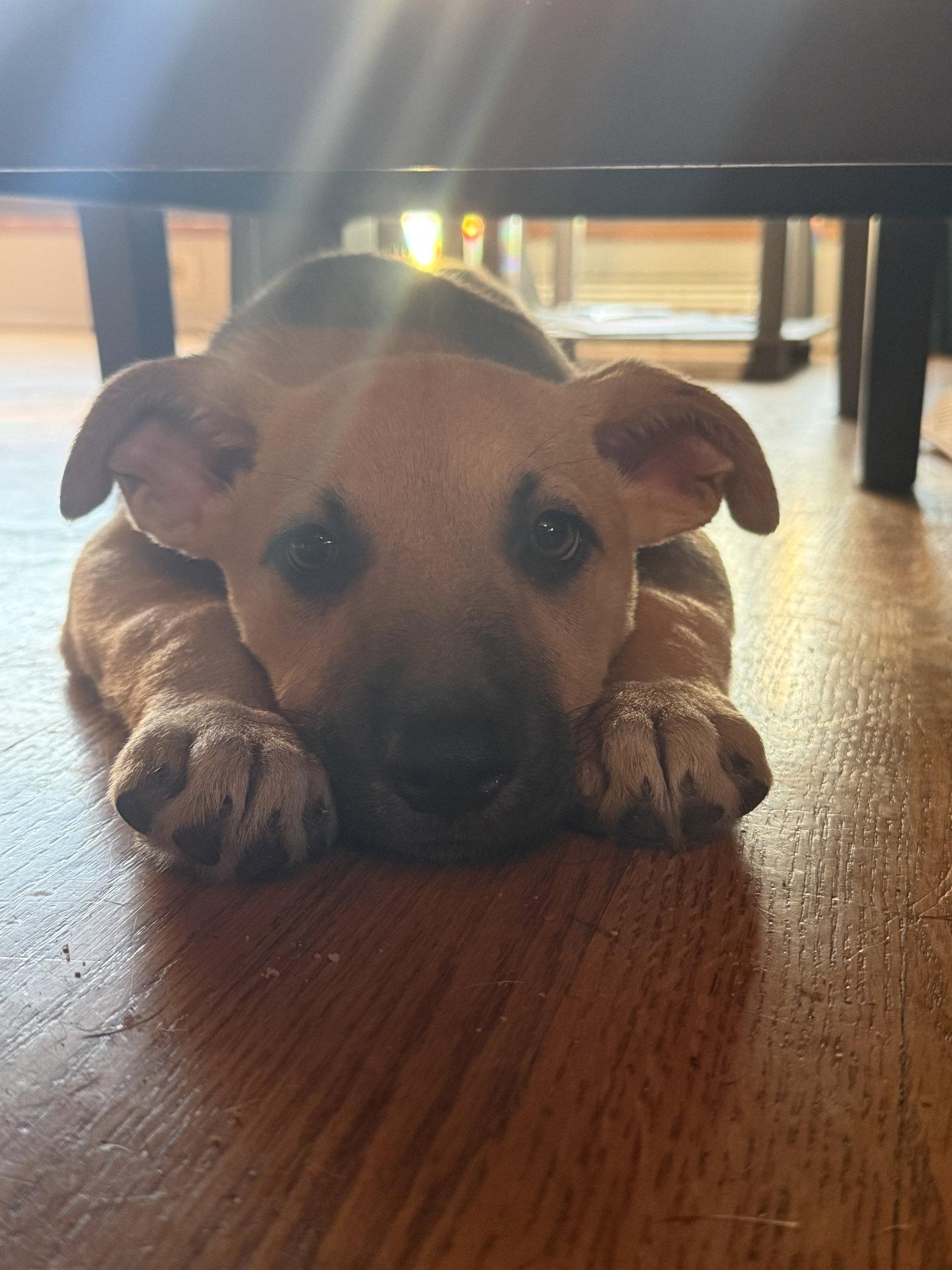 Unagi, a Adoptable Shepherd in Hillside, IL image 1/2