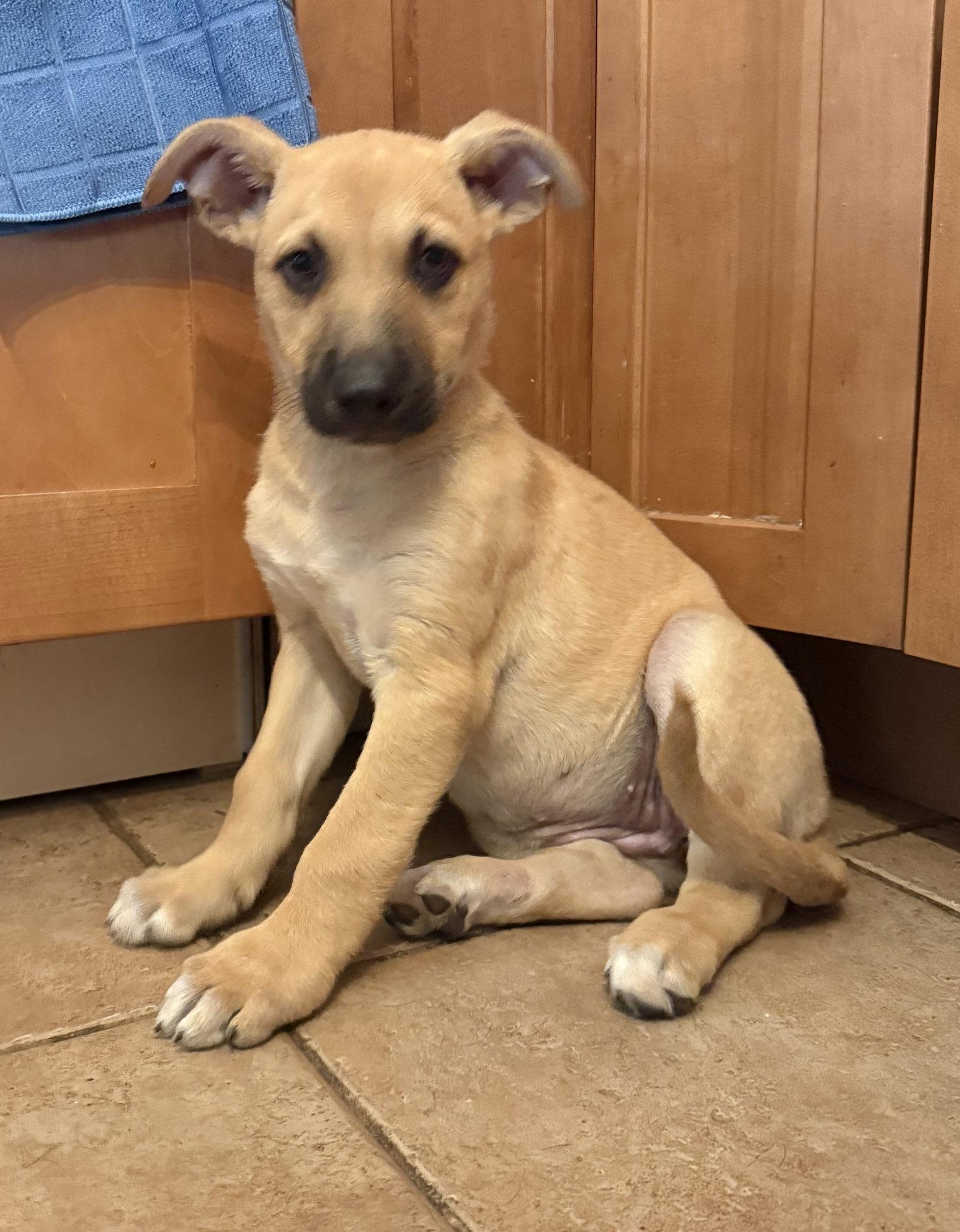 Unagi, a Adoptable Shepherd in Hillside, IL image 2/2