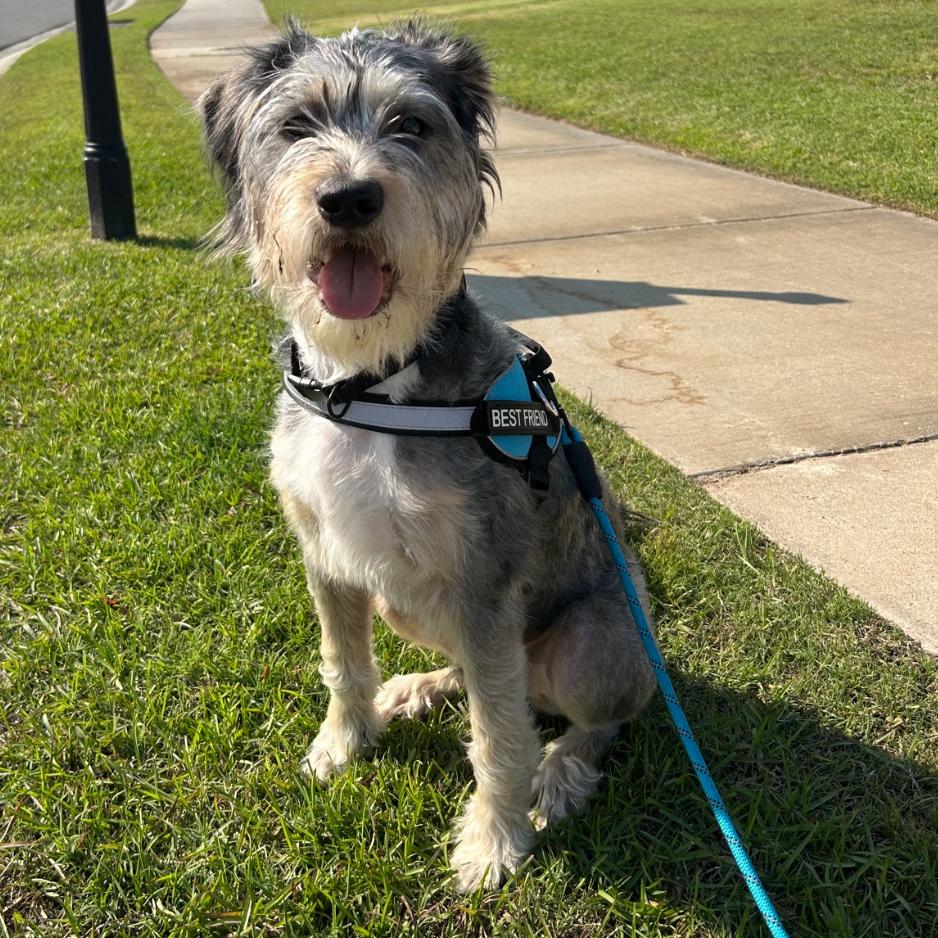 Donnie, Adoptable, Adult Male Schnauzer & Mixed Breed.