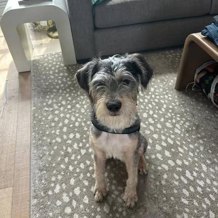 Enlarge Donnie, a Adoptable mixed breed in Baton Rouge, LA image 2/4