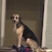 Ben, a Adoptable mixed breed in Tupelo, MS image 1/6