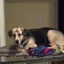 Ben, a Adoptable mixed breed in Tupelo, MS image 2/6