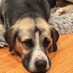 Ben, a Adoptable mixed breed in Tupelo, MS image 3/6