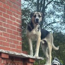 Ben, a Adoptable mixed breed in Tupelo, MS image 4/6