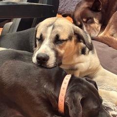 Ben, a Adoptable mixed breed in Tupelo, MS image 5/6