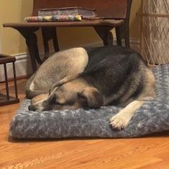 Ben, a Adoptable mixed breed in Tupelo, MS image 6/6