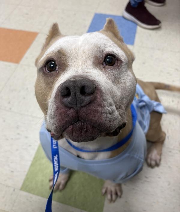 Bubba, Adoptable, Adult Male Pit Bull Terrier.
