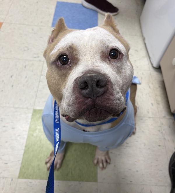 Enlarge Bubba, a Adoptable mixed breed in Sioux City, IA image 2/2