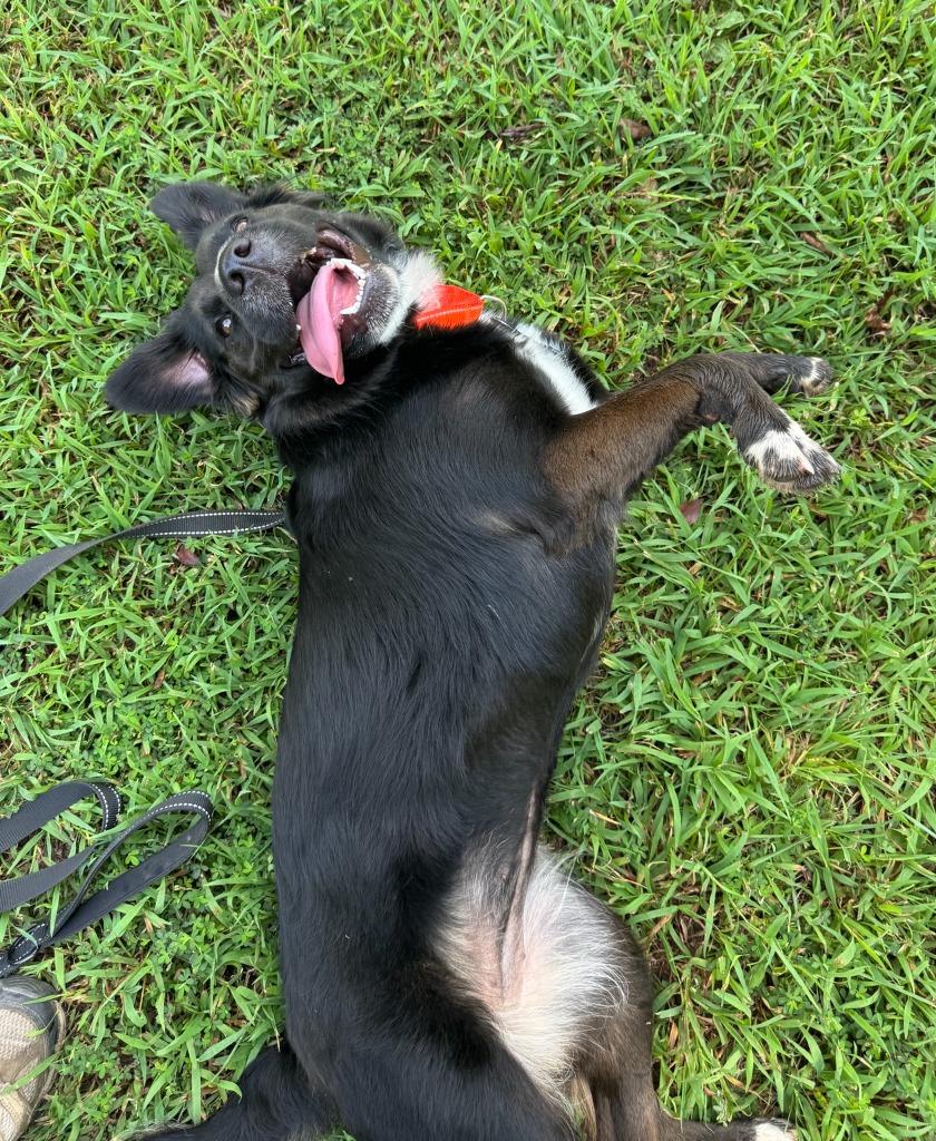 Enlarge Bella Rose, a Adoptable Labrador Retriever in East Ridge, TN image 1/6