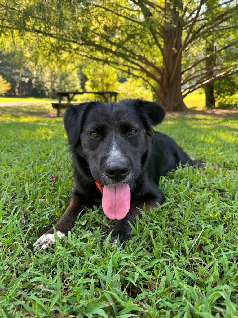 Enlarge Bella Rose, a Adoptable Labrador Retriever in East Ridge, TN image 2/6