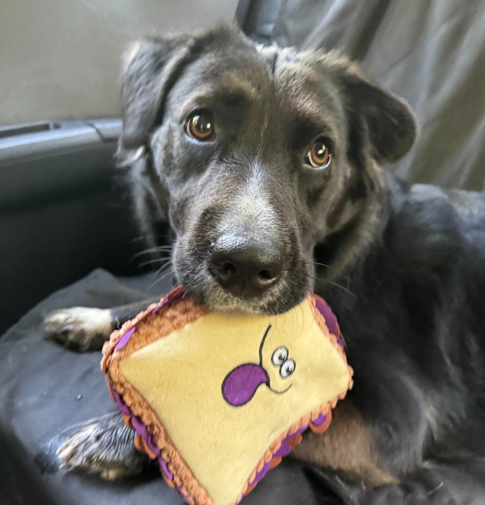 Enlarge Bella Rose, a Adoptable Labrador Retriever in East Ridge, TN image 3/6