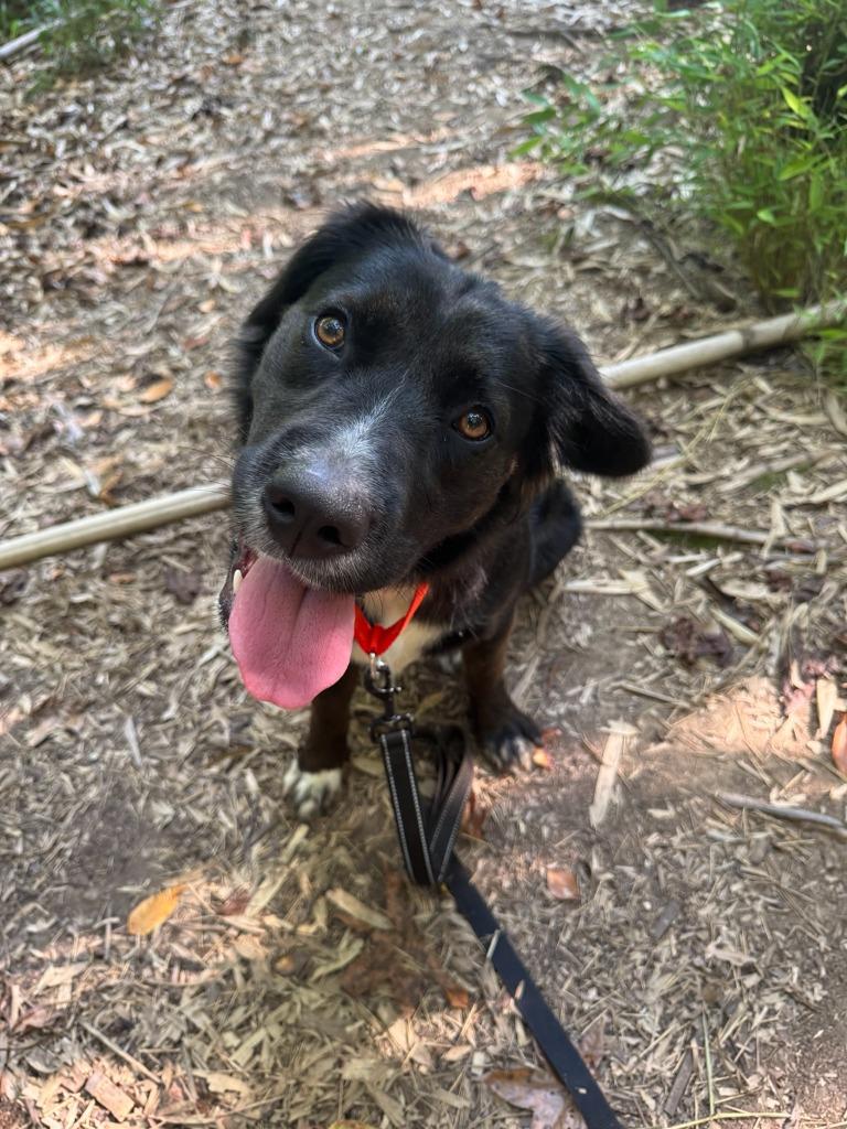 Enlarge Bella Rose, a Adoptable Labrador Retriever in East Ridge, TN image 5/6
